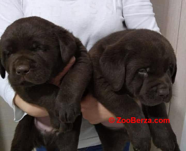 Čokoladni Labrador Retriver štenci 