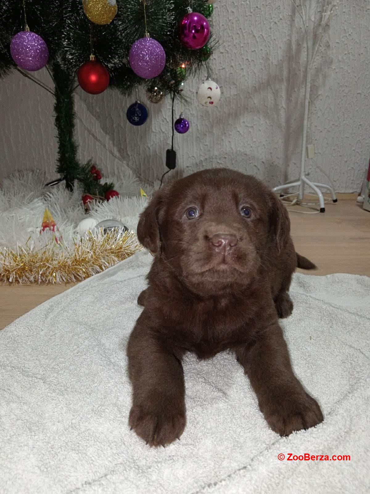 Cokoladni stenci Labrador retriver