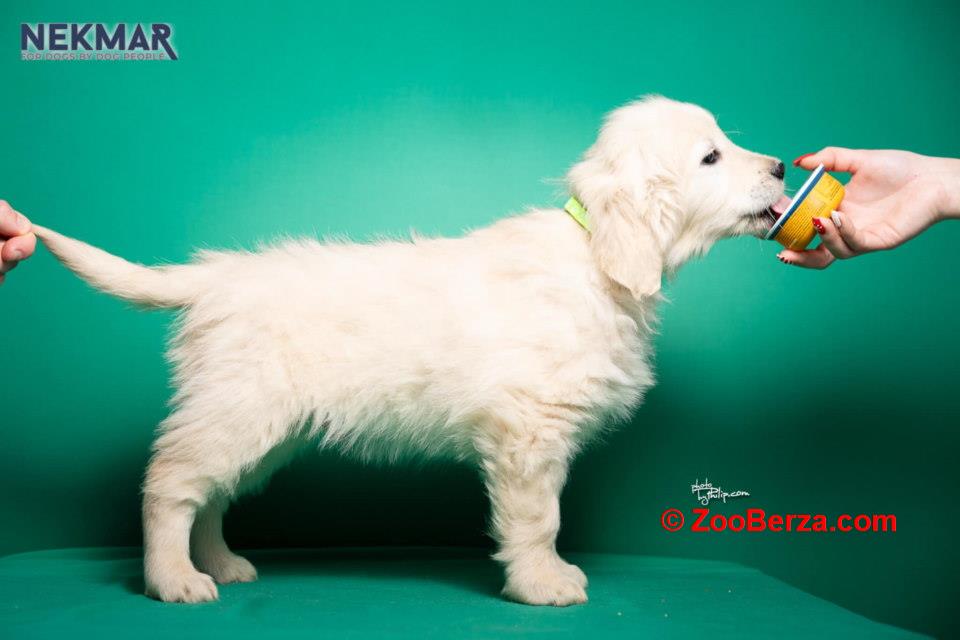 Dostupni za rezervaciju štenci Zlatnog retrivera 