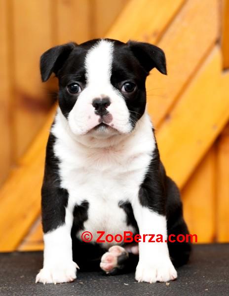 Boston terrier stenad