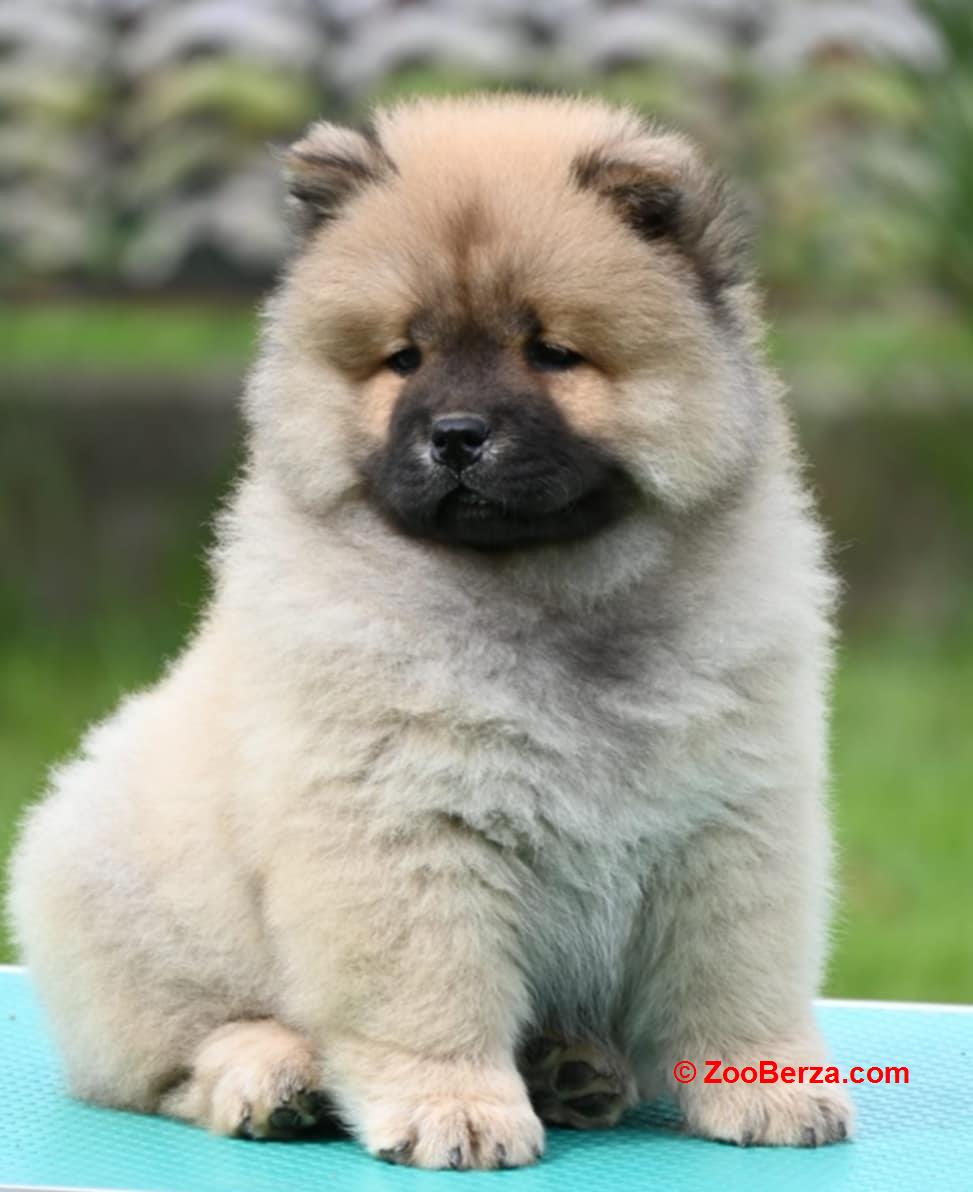 Chow Chow Cau Cau Čau Čau