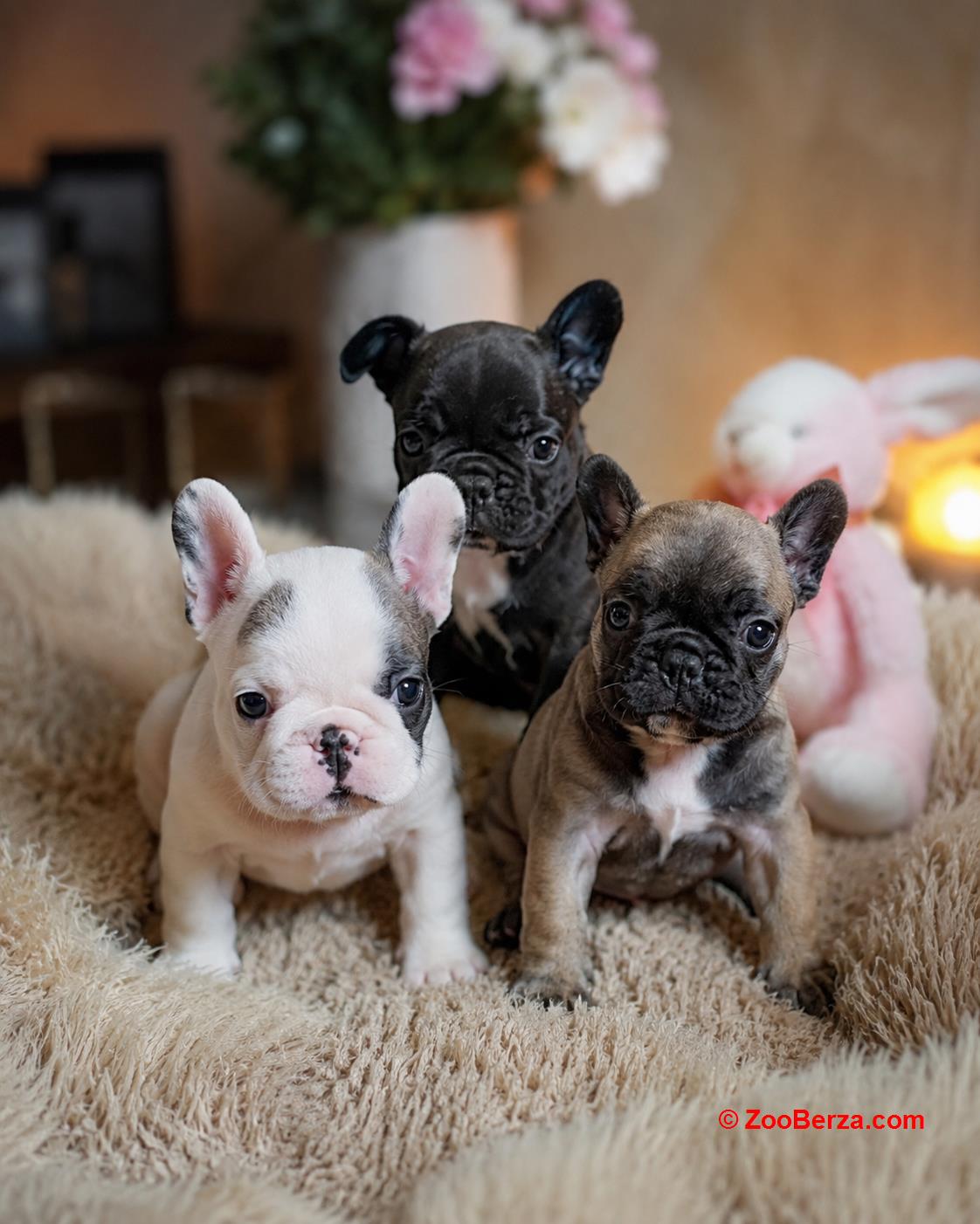 Prelepi francuski buldozi🥰