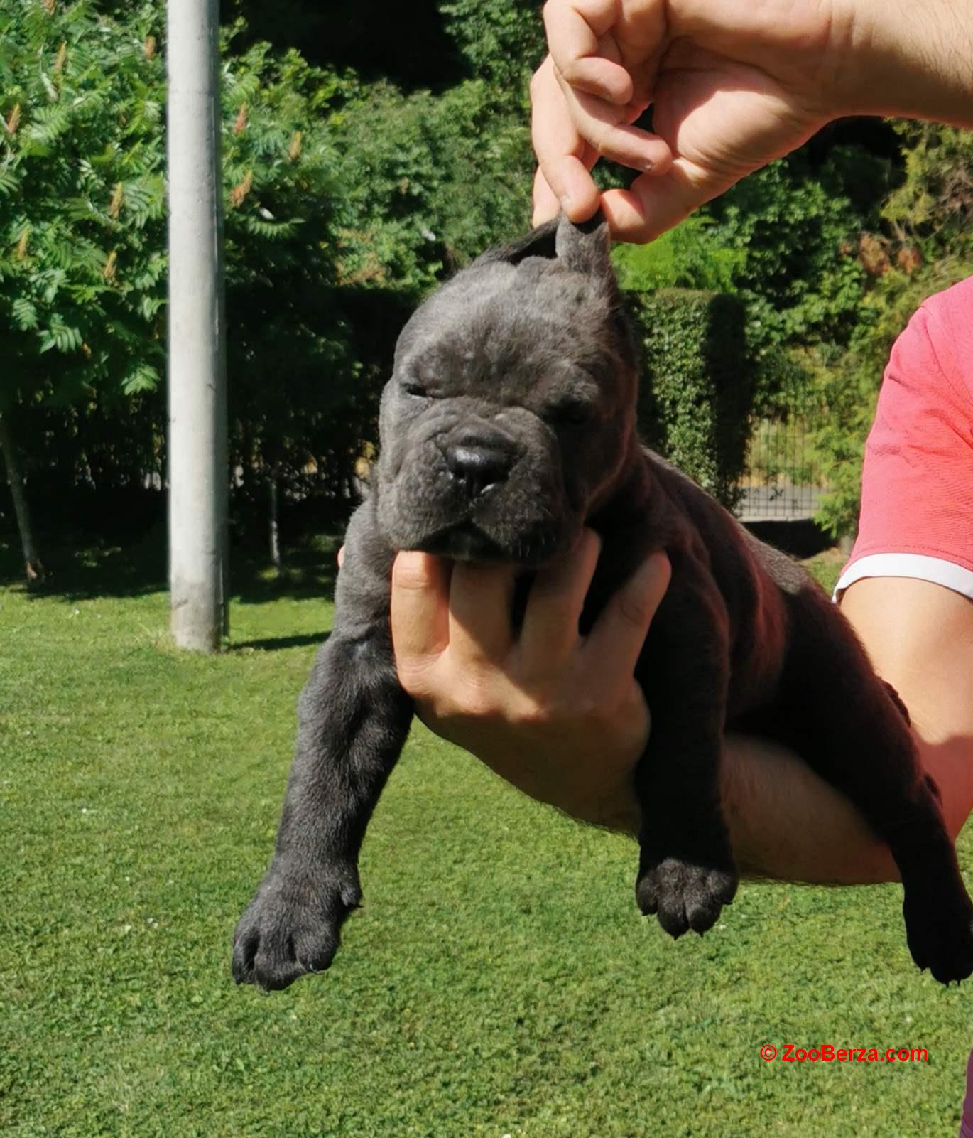 Cane Corso Kane Korso žensko štene