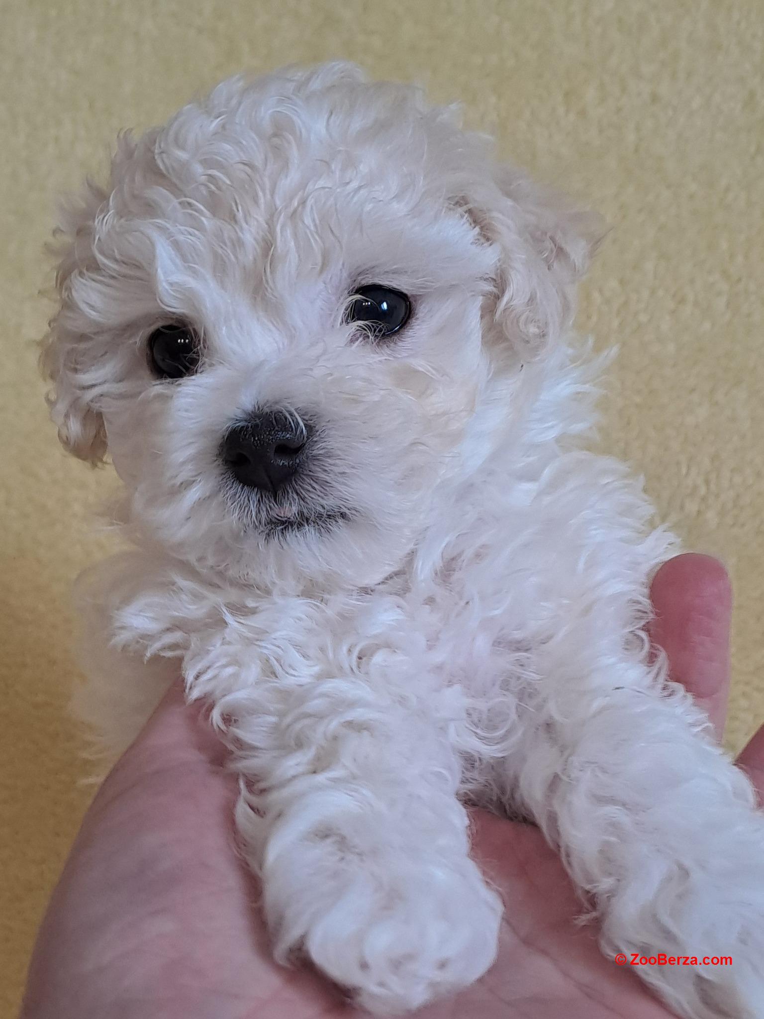 coton de tulear-tulearski pas