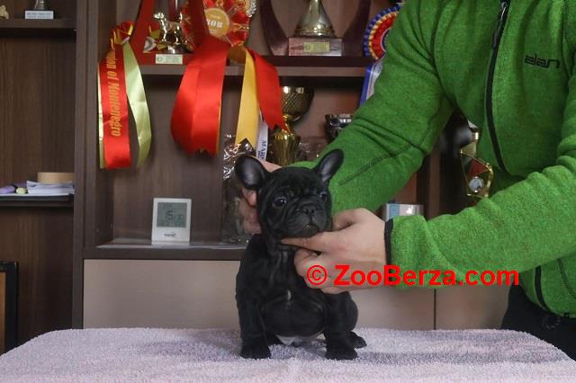 Francuski Buldog, vrhunskog porekla