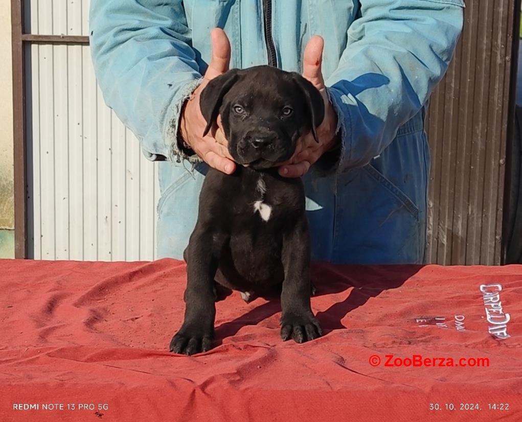 Kane korso Cane corso