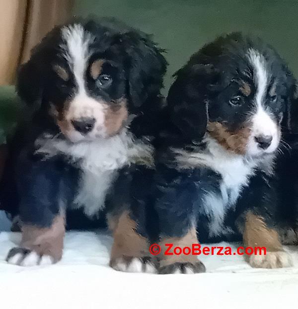 Bernski planinski pas