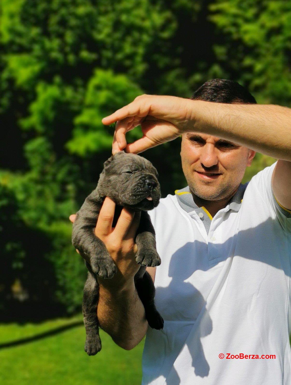 Cane Corso Kane Korso žensko štene