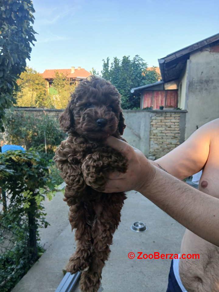 Na prodaju crveni štenci patuljaste pudle 