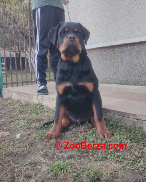 Rotvajler, vrhunsko leglo