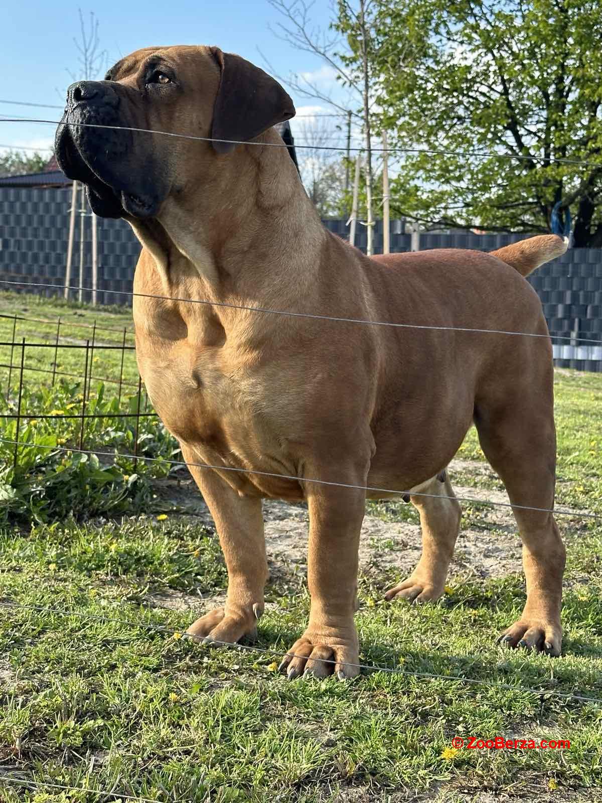 Južnoafrički mastif - Boerboel štenci