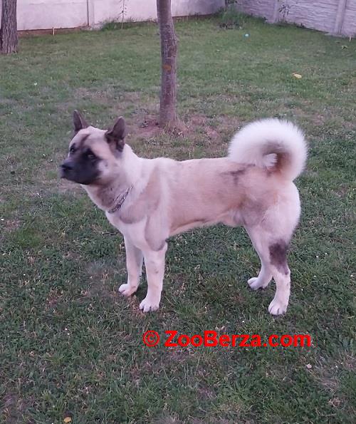 Američka akita, parenje 