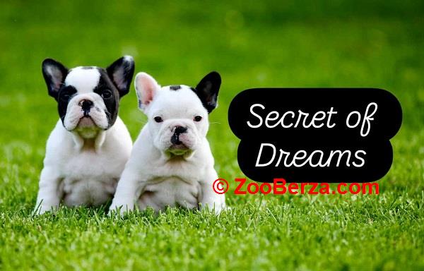 Francuski buldog, štenci vrhunskog porekla 