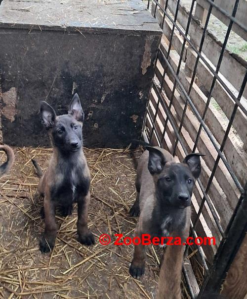 Belgijski ovčar Malinoa