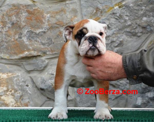Engleski Buldog 