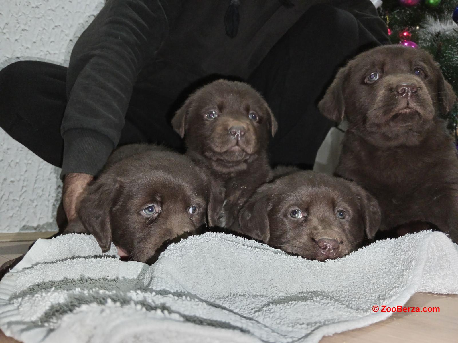 Cokoladni stenci Labrador retriver