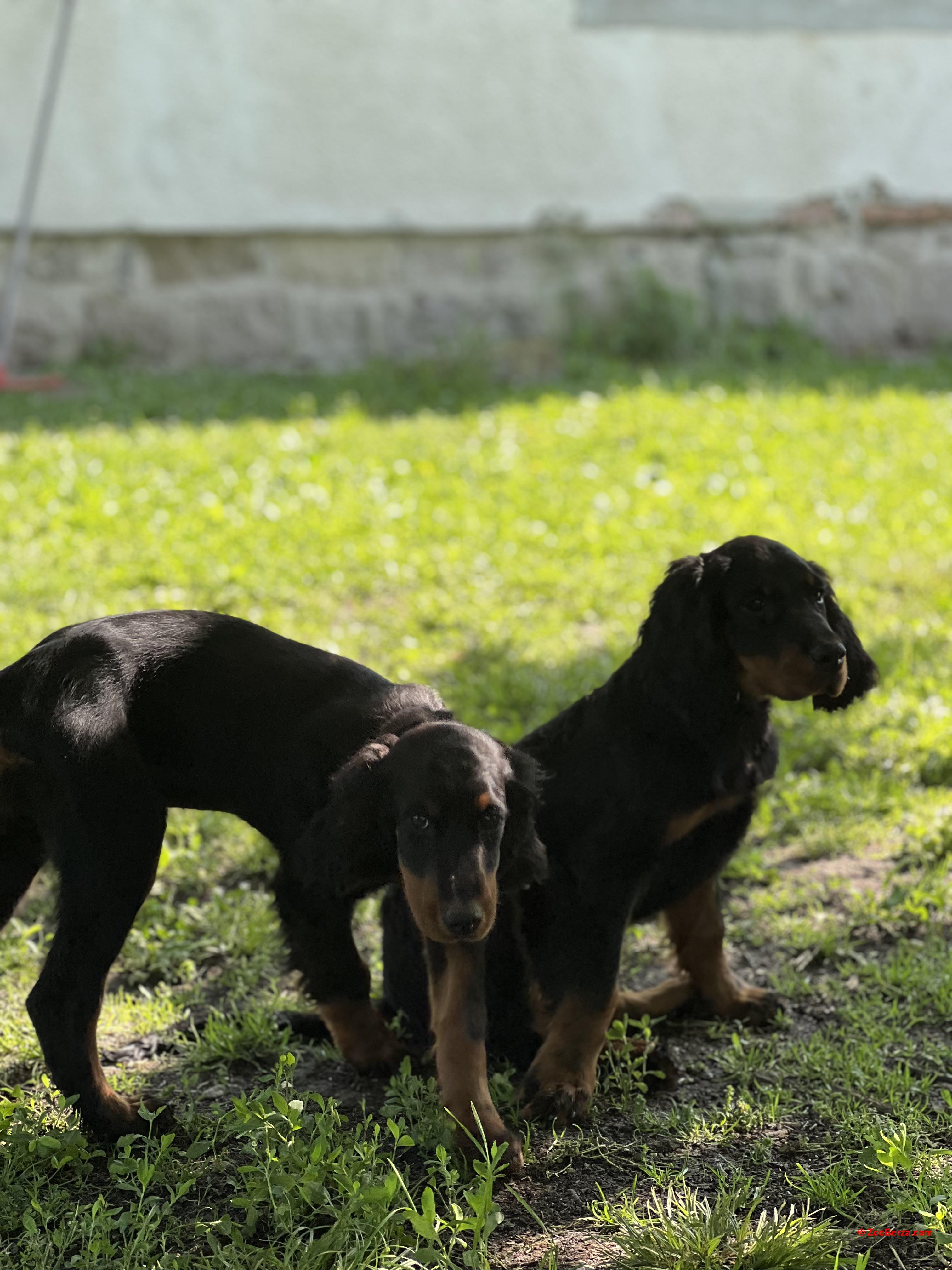 Gordon Setter