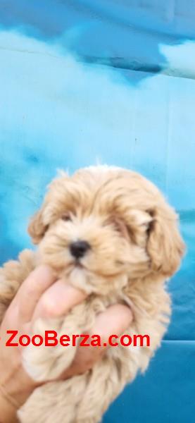 Maltipoo stenci