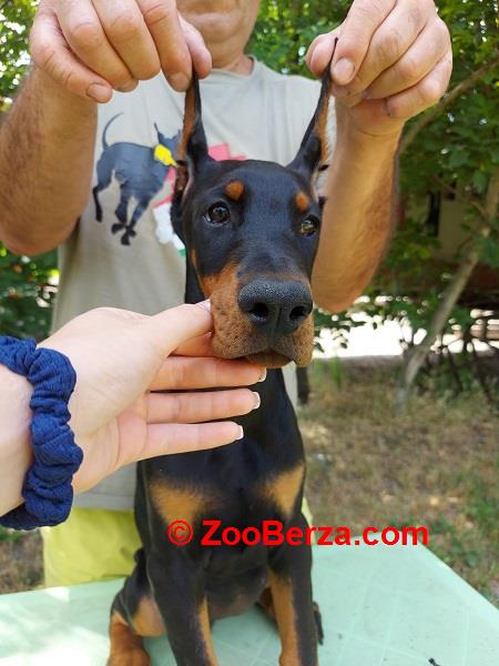 Doberman štenci