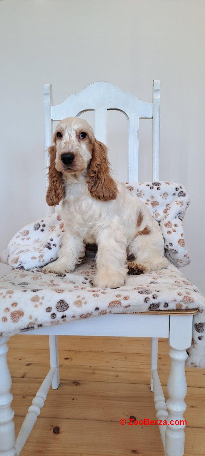 Koker španijel štenci, izložbenog potencijala 