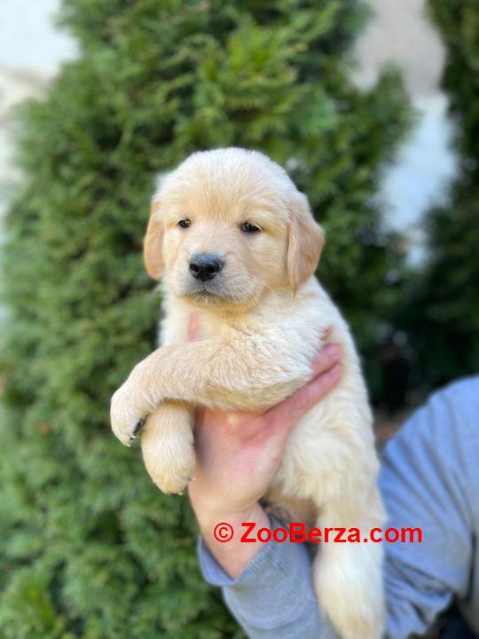 Zlatni retriver stenci