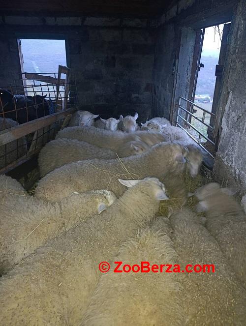 Jagnjići, četiri ipo meseca 