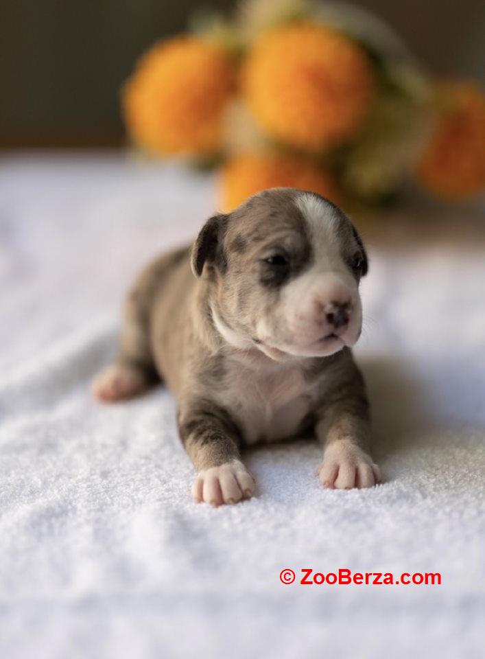American pitbull terier 