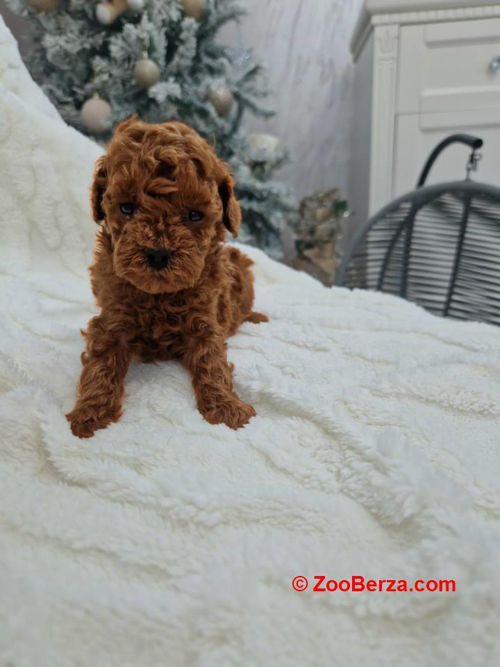 Registrovana odgajivacnica Hopy queen poodle  