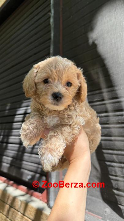 Maltipoo kucici