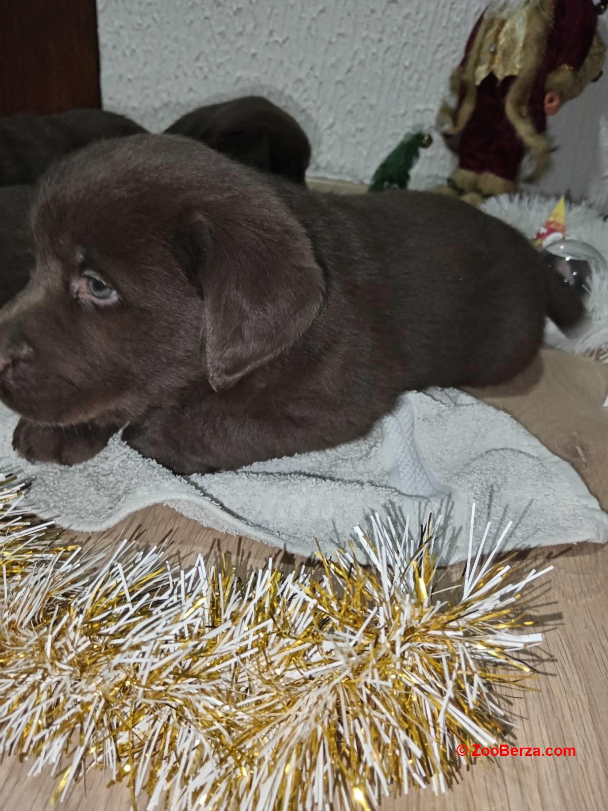 Cokoladni stenci Labrador retriver