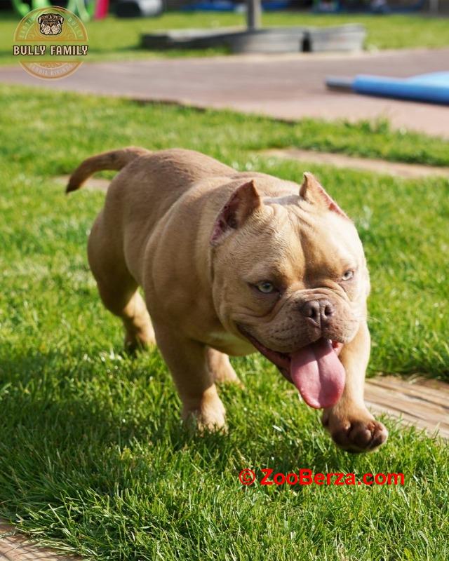 American bully Exotic