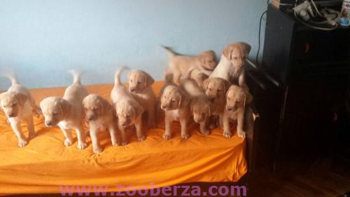 Labradori na prodaju