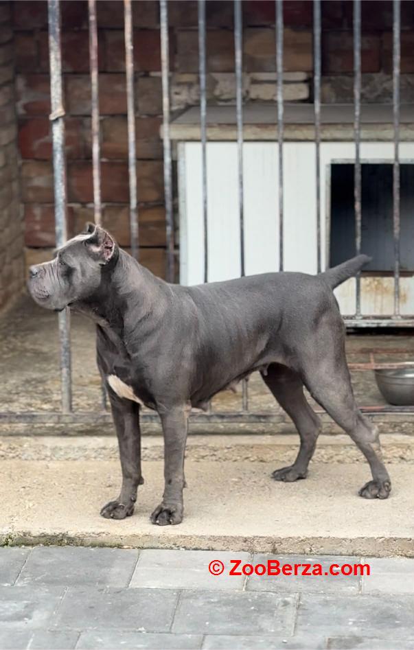 Cane Corso stenci
