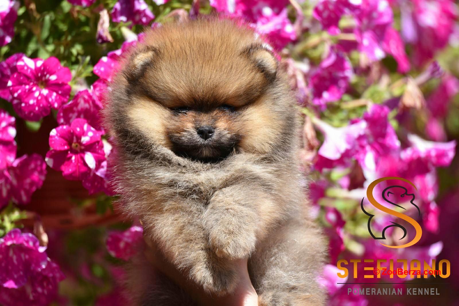 Pomeranac Boo prelepi štenci
