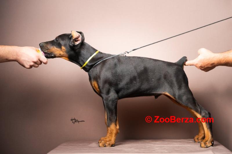 Doberman stenci