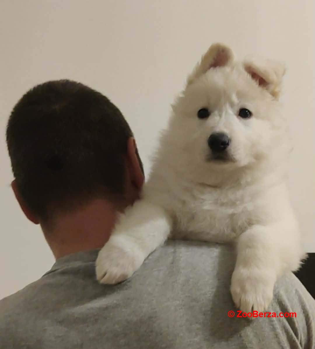 Beli švajcarski ovčar štenci