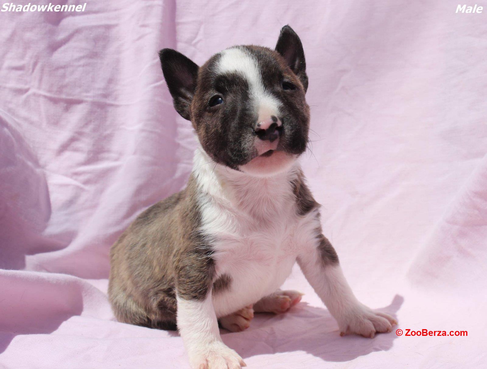 Mini Bull Terijer štenci