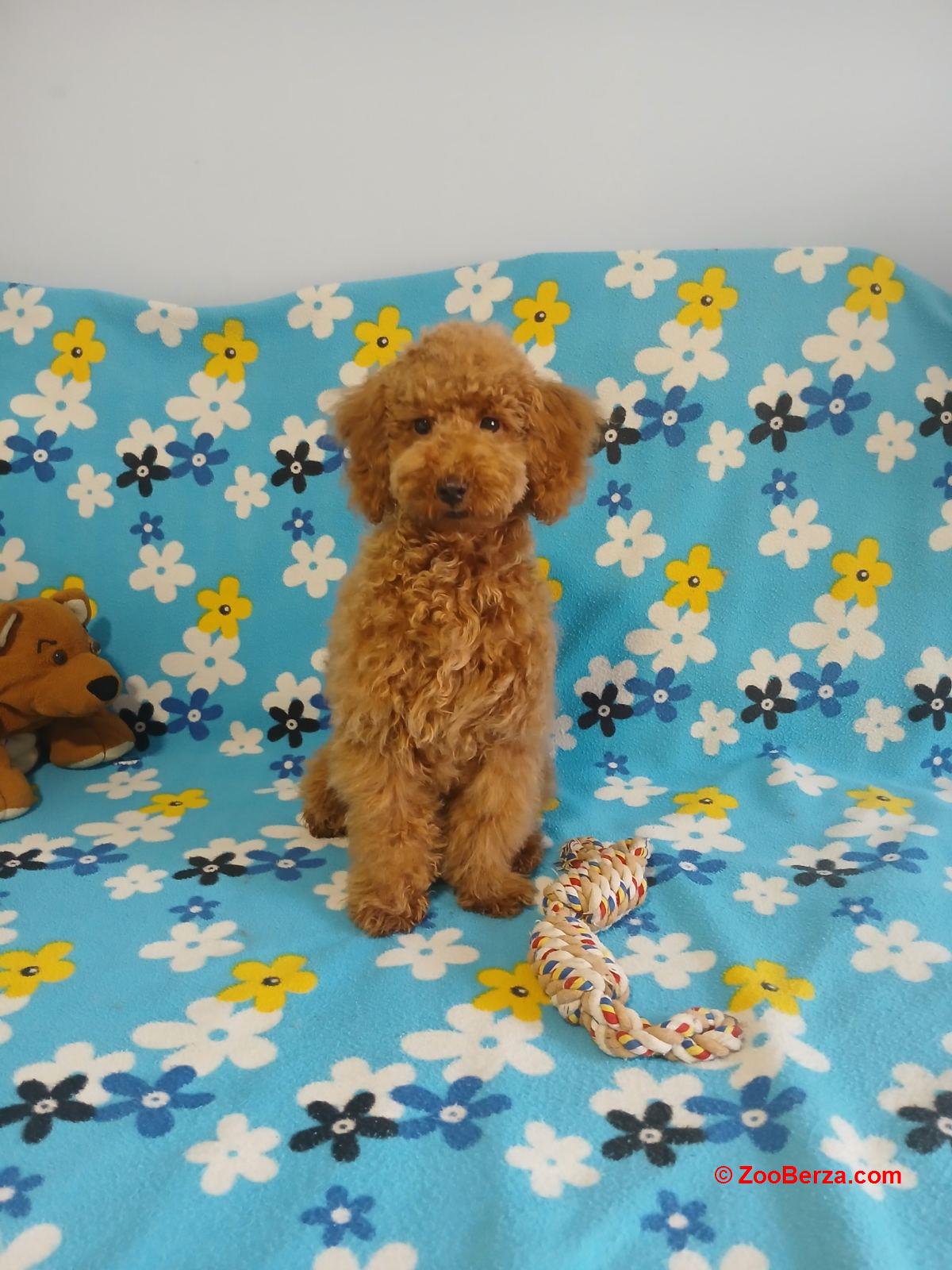 Mužijak patuljaste pudle