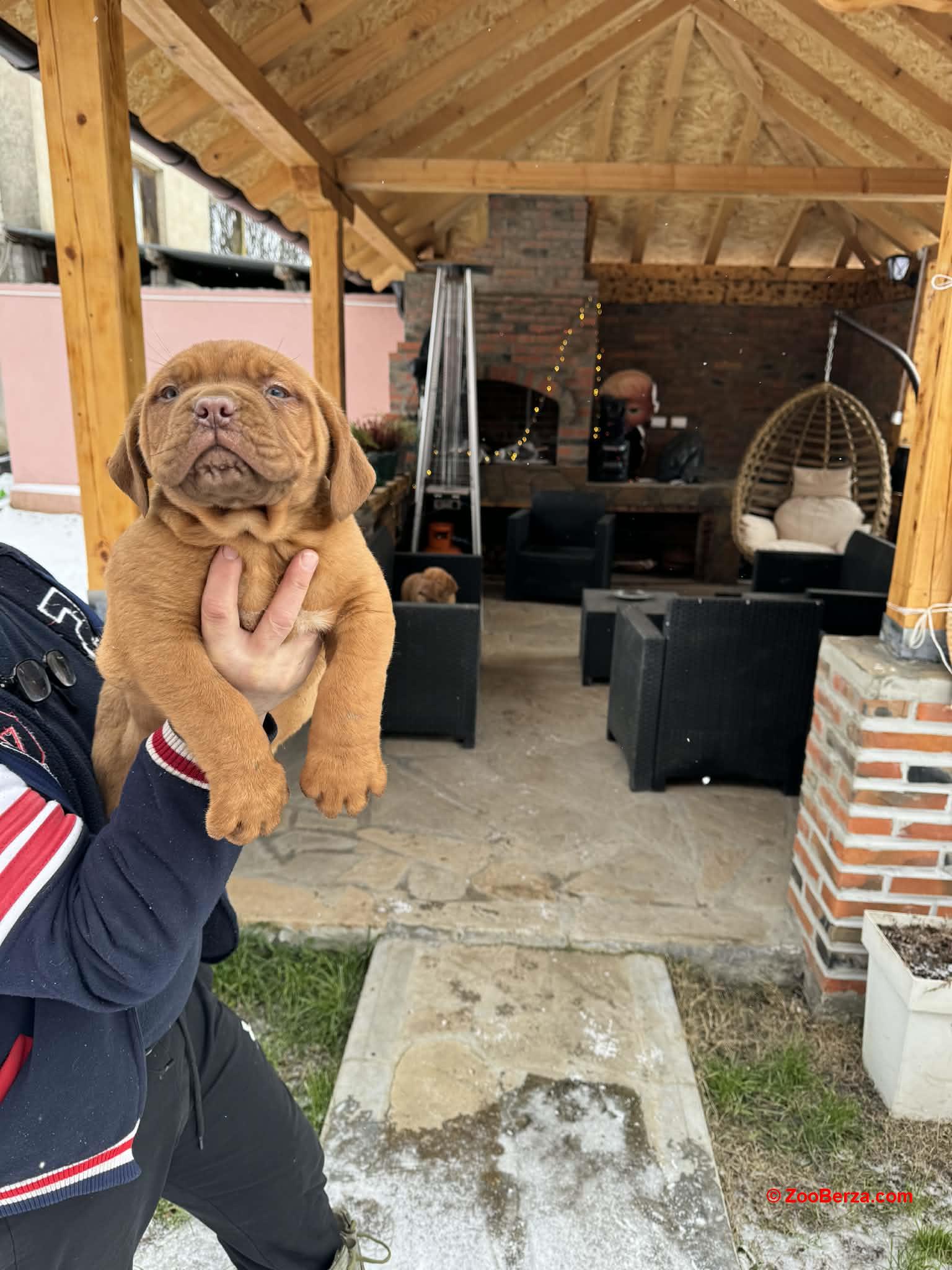 Bordoška doga štenci