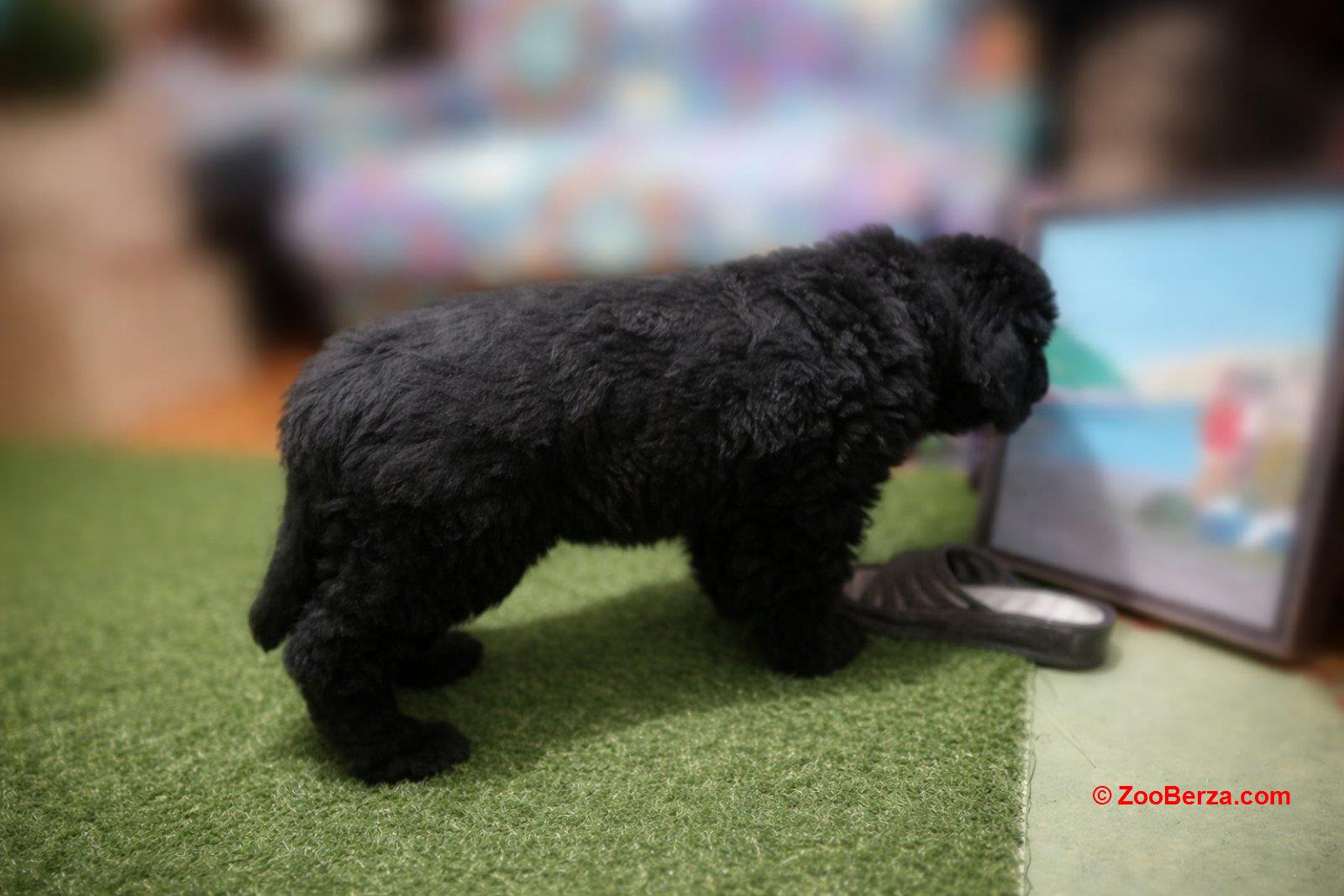 NJUFAUNDLENDER ŠTENCI