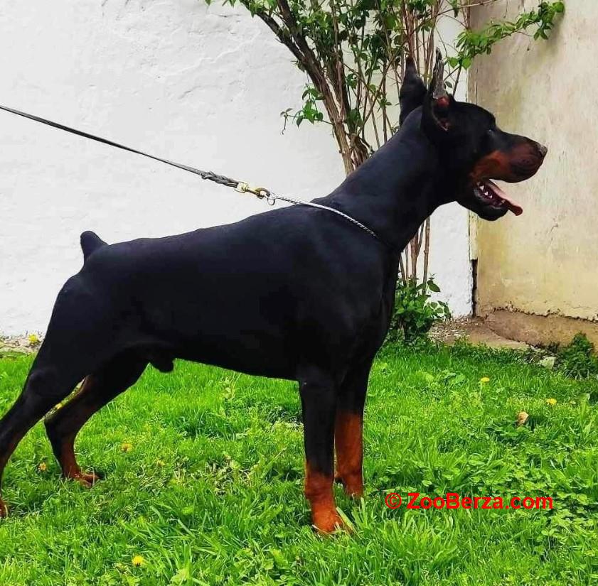 Doberman prelepi štenci