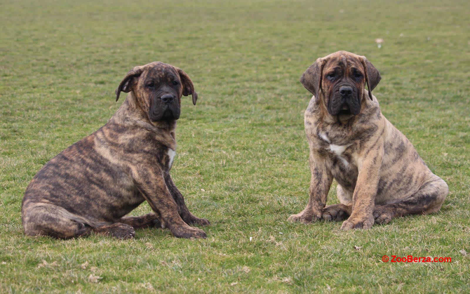 Presa Canario štenci