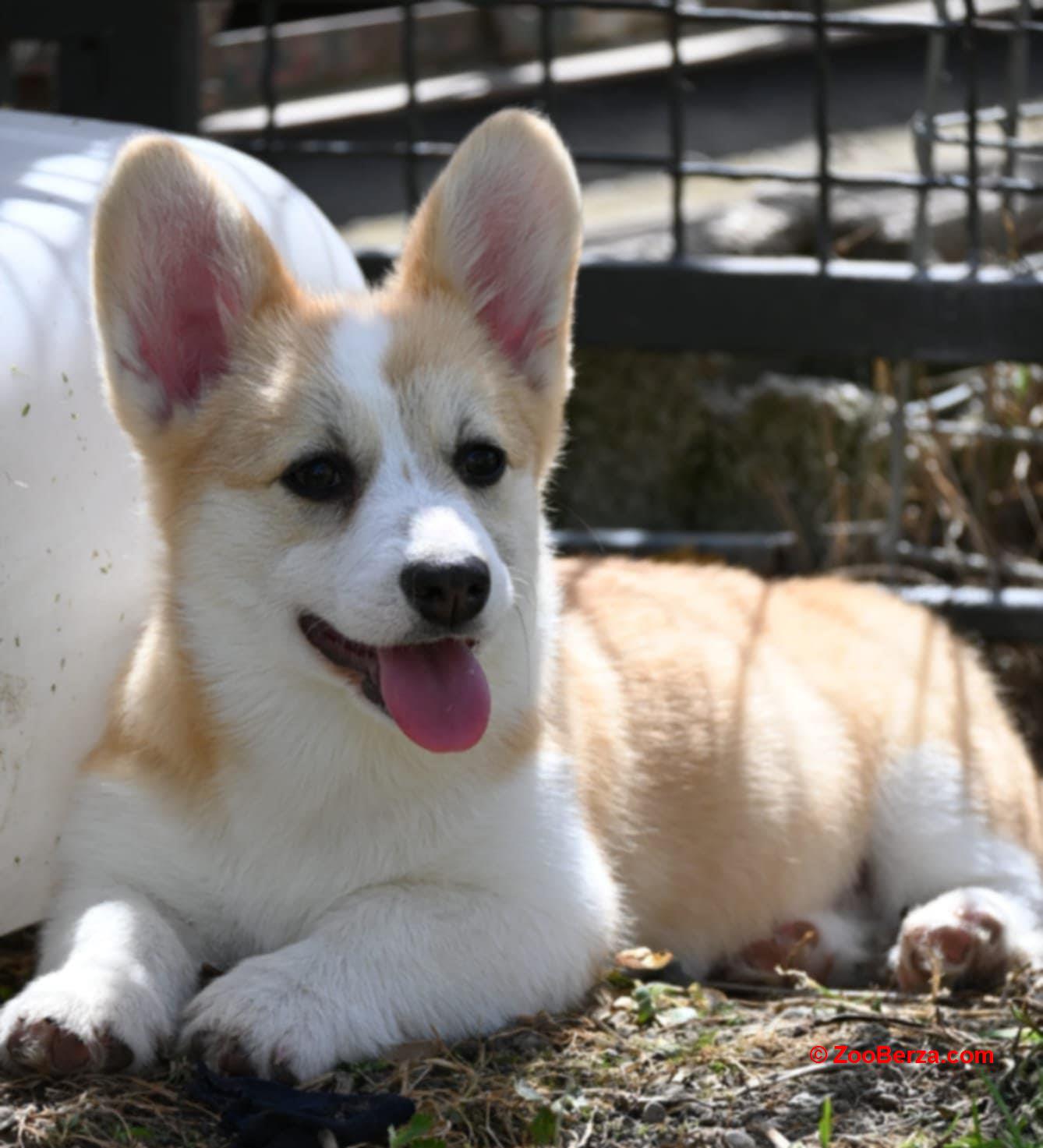 Velski korgi Welsh Corgi Pembroke