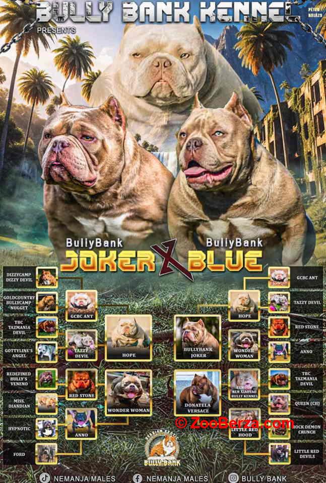 American Bully Ženka je stara 13 meseci, vrhunskog, izuzetnog porekla 