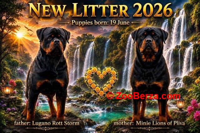 Rotvajler (Rottweiler) štenci