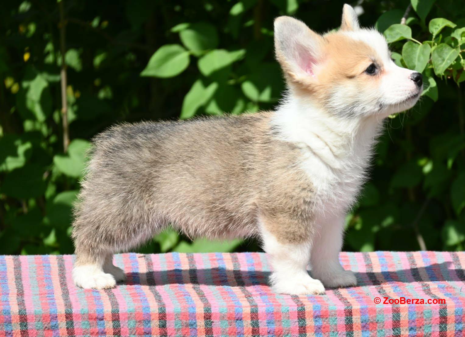 Velski Korgi Pembrok štenci