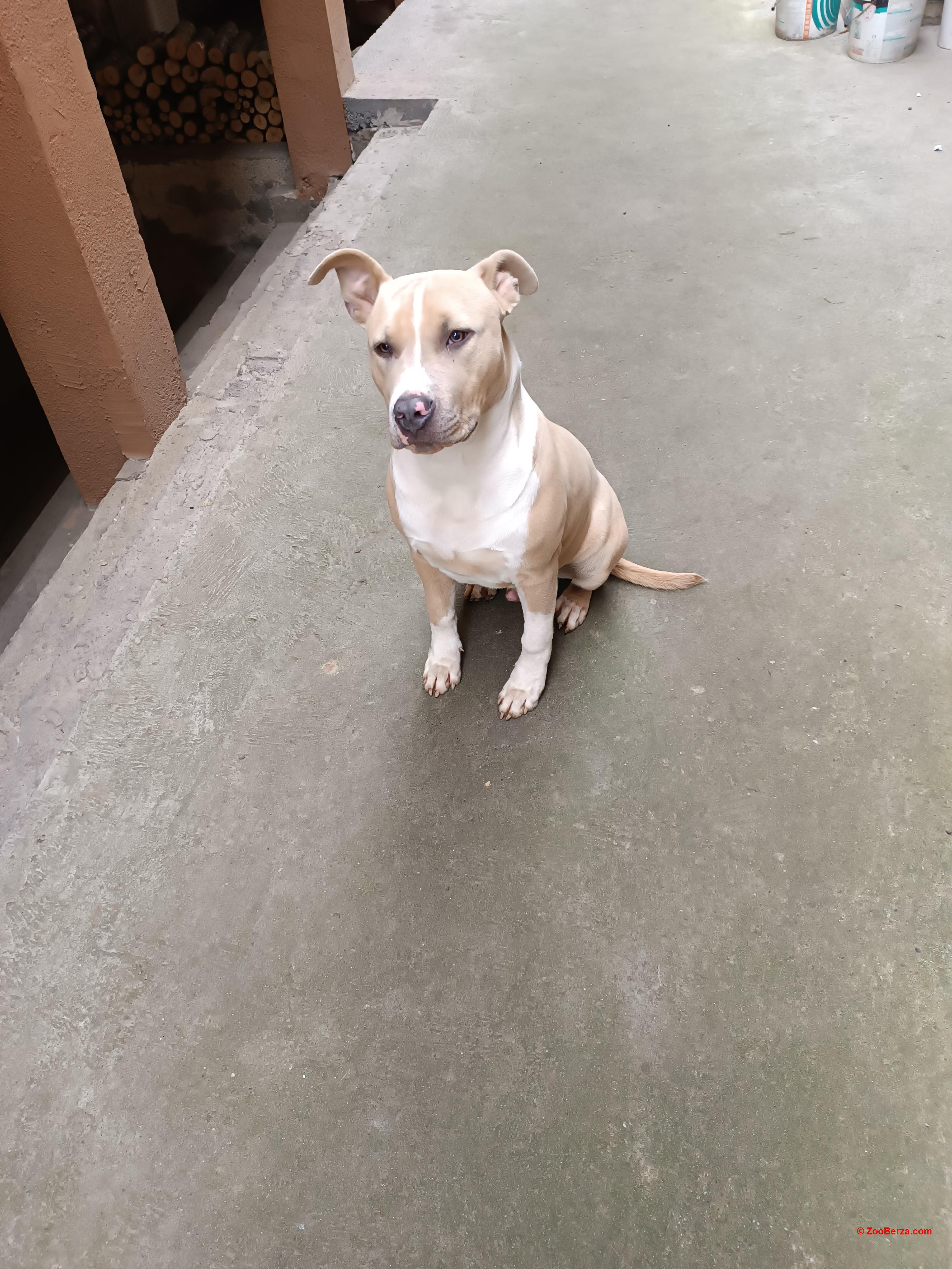 Američki Staford Terijer 