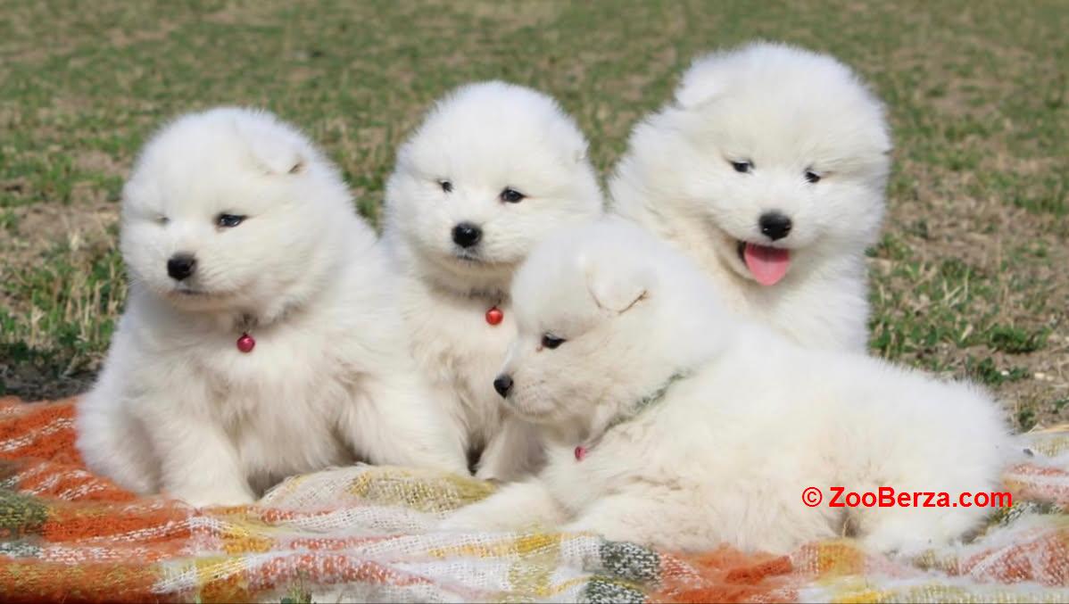 Samojed prelepi štenci
