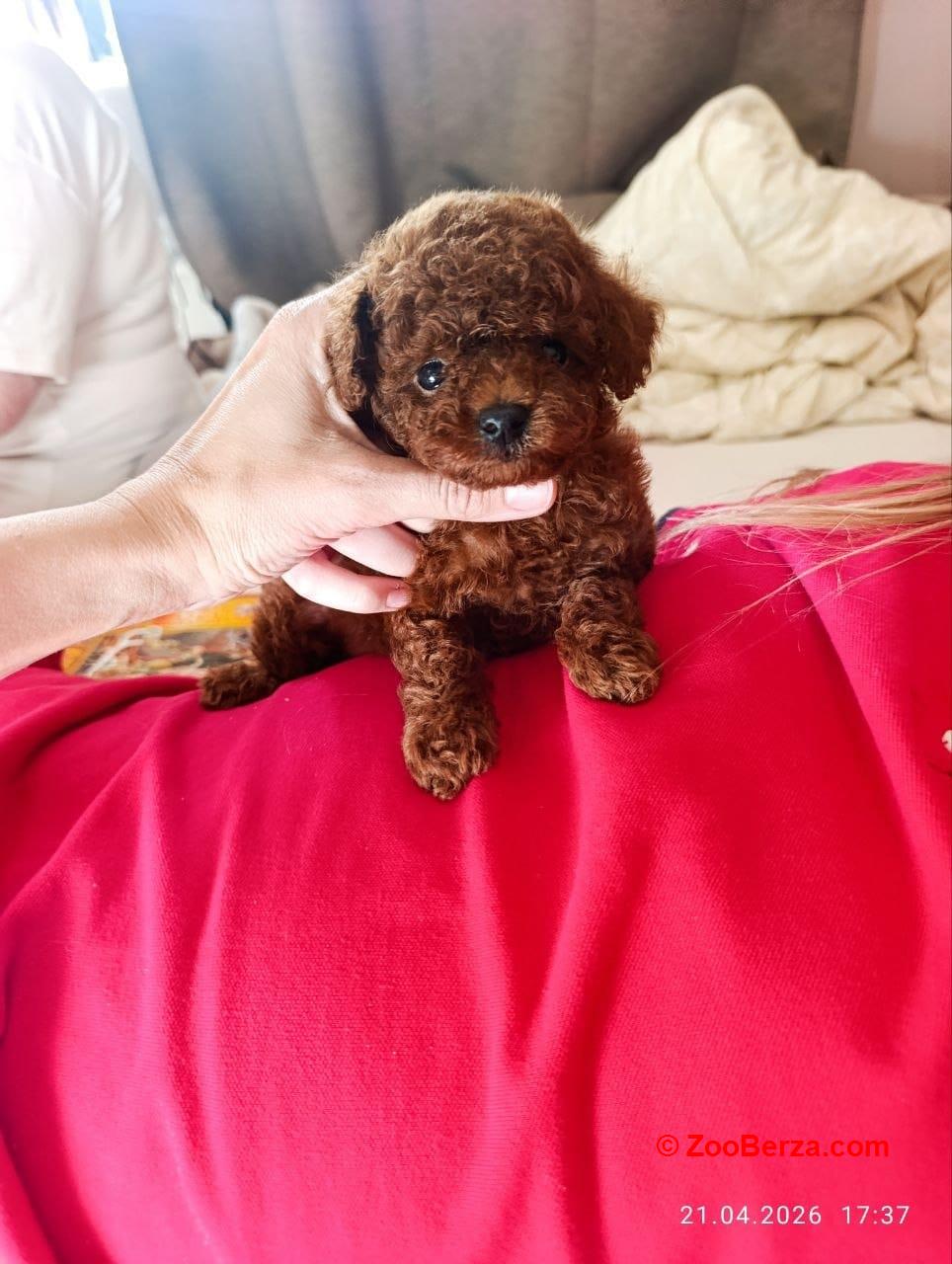 Toy Poodle