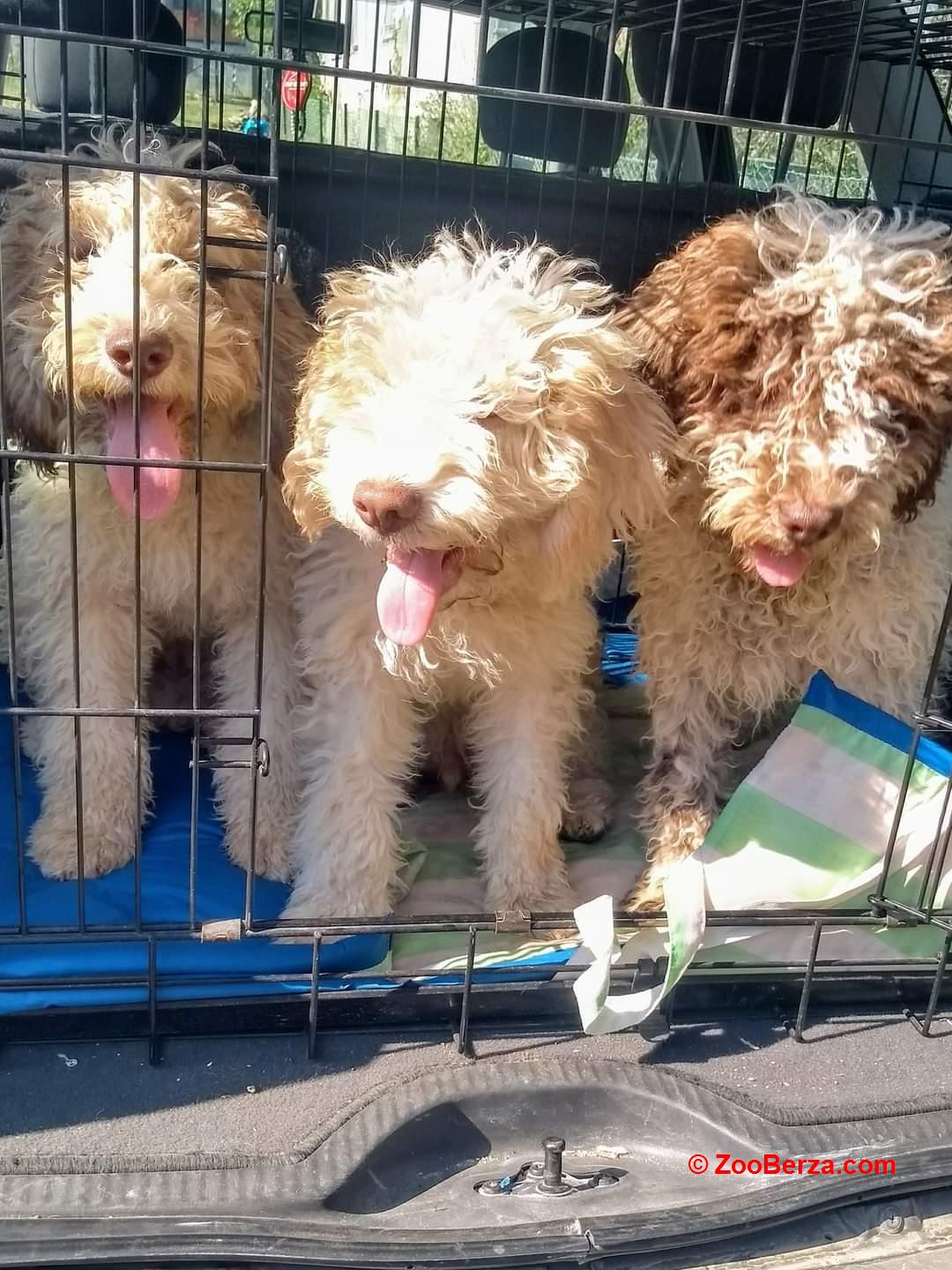 Psi za trazenje tartufa -Tartufari